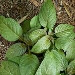 Pseuderanthemum alatum Hoja