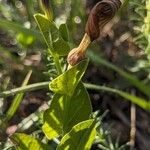 Aristolochia rotundaFlower