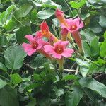 Amphilophium buccinatorium Flower
