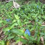 Commelina cyanea Flor