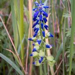 Muscari neglectumКветка