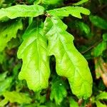 Quercus canariensis Leaf