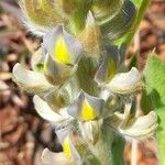 Lupinus paraguariensis Λουλούδι