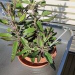 Kalanchoe daigremontiana List