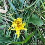 Tragopogon pratensisOther