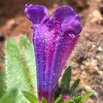 Echium bonnetii Blüte