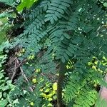 Tamarindus indica 葉