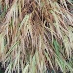 Hakonechloa macra Leaf