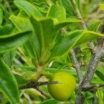 Pyrostria phyllanthoidea Fruit