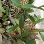 Bulbophyllum resupinatum Hábito