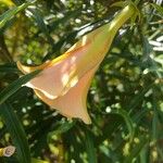 Cascabela thevetia Flor