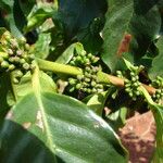 Coffea canephora Frucht