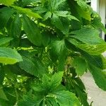 Cyclanthera pedata Leaf