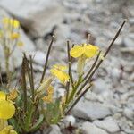 Erysimum ochroleucum Fruto