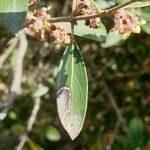 Phillyrea angustifolia Leaf