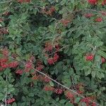 Cotoneaster coriaceus Feuille