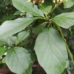 Cordia dentata Φύλλο