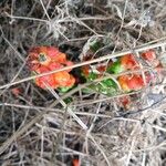Arum concinnatum Hoja
