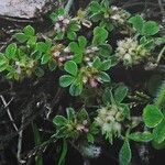 Trifolium striatum Habitus