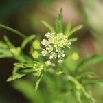 Lepidium virginicum Flower