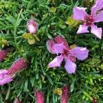 Saponaria pumila Flower