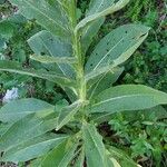 Verbascum thapsus List