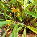 Maxillaria variabilis Buveinė