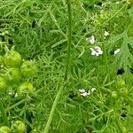 Coriandrum sativum Leaf