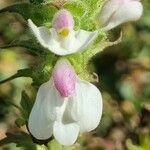 Bartsia trixago Virág