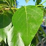 Populus balsamifera 叶