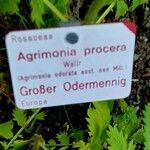 Agrimonia procera Anders