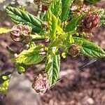Ceanothus arboreus Folha