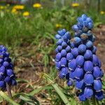 Muscari botryoides Flor