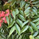 Koelreuteria elegans Hoja