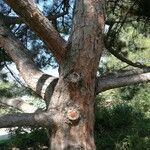 Pinus tabuliformis Bark
