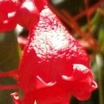 Brachychiton acerifolius Květ