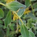 Euphorbia flavicoma Blad