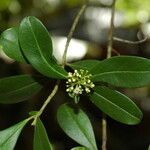 Ilex cassine Hoja