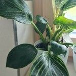 Philodendron spp. Blatt