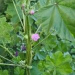 Malva multiflora Virág