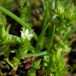 Arenaria leptoclados Habit