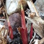 Miscanthus × longiberbis Blad