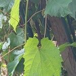 Vitis riparia Blad