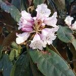 Rhododendron fulvum Λουλούδι