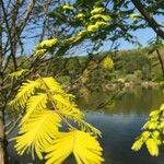 Acacia farnesiana برگ