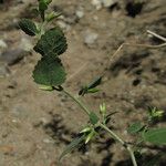 Brickellia californica Flower