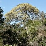 Croton megalocarpus Habitat