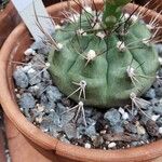 Gymnocalycium anisitsii Ліст