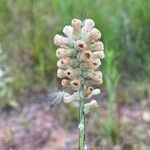 Pterocaulon virgatum Flower