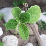 Plectranthus barbatus Blatt